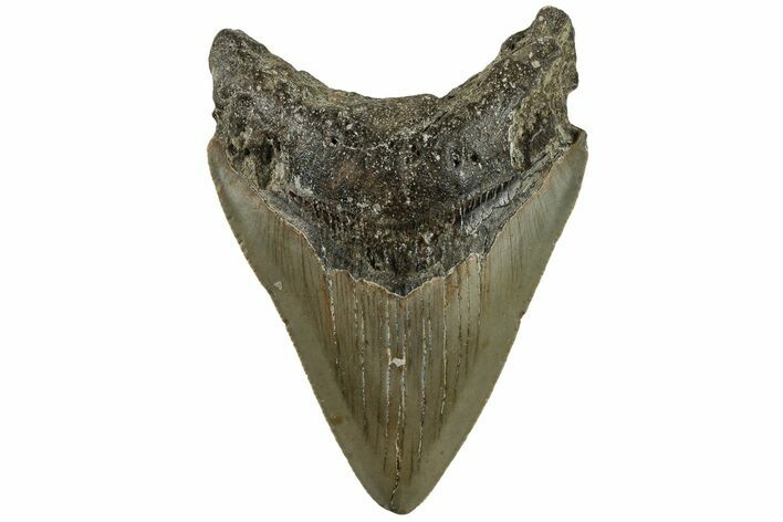 Fossil Megalodon Tooth - North Carolina #200668